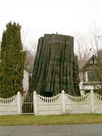 Red Cedar Stump / Souche de thuya géant, Donald Luxton and Associates Inc. 